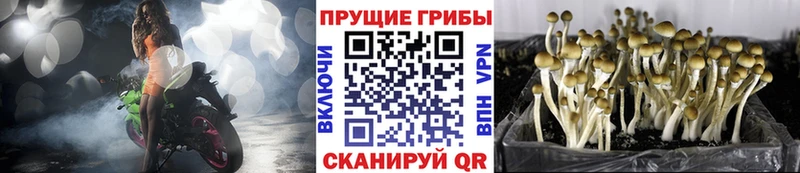 Псилоцибиновые грибы Psilocybine cubensis Нижняя Тура